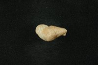 藏品(沼螺)的圖片